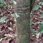 Picralima nitida Corteza