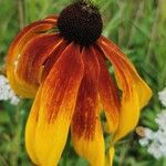 Rudbeckia hirtaFlower