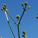 Eryngium horridum Flower