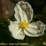 Egeria densa Flor
