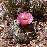 Echinocactus horizonthalonius Habitus