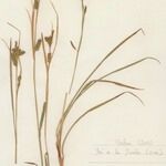 Carex punctata Habitatea