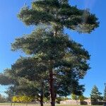 Pinus sylvestrisHábito