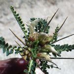 Astragalus greuteri Cvet