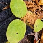 Lonicera canadensis Leaf