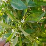 Myoporum laetum 葉