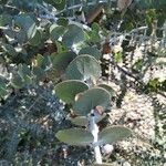 Eucalyptus pulverulenta Blad