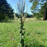 Verbascum lychnitis Habitat