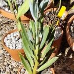 Dudleya edulis Hoja