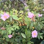 Rosa palustris Bloem