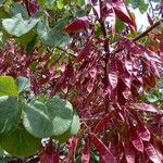 Cercis griffithii Плод