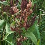 Rumex hydrolapathum Leaf