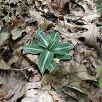 Goodyera pubescens Habitus