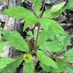 Sanicula canadensis Feuille