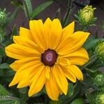 Rudbeckia hirta Flower