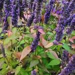 Agastache rugosa Fuelha