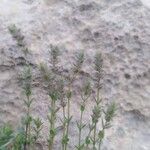 Micromeria nervosa Hábito