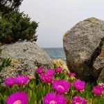 Carpobrotus edulis Habitatea