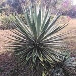 Agave vivipara 葉