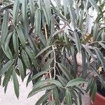 Ficus spp. 葉