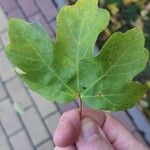 Acer campestreЛист