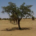 Boscia senegalensis Habit