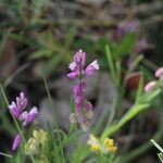 Polygala nicaeensis Цветок