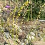 Linaria genistifolia Habitus