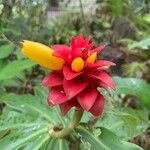 Costus barbatus Bloem