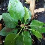 Pyrus communis Leaf