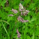 Poa alpina Blomma