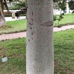 Brachychiton discolor Corteza
