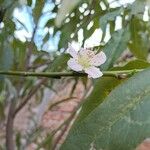Prunus persica Λουλούδι
