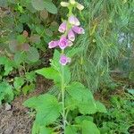 Digitalis thapsiLorea