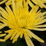 Dendranthema grandiflorum Λουλούδι