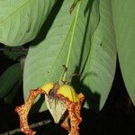 Monodora myristica Flower