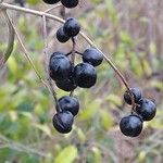 Ligustrum vulgare फल