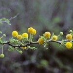 Acacia tortuosa फूल