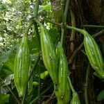Psiguria triphylla Leaf