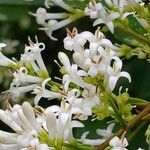 Ligustrum ovalifolium花