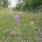 Polygala curtissii Leaf