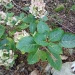 Hydrangea macrophyllaYaprak