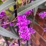 Hardenbergia violaceaЦвят