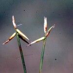 Carex pauciflora Blomst