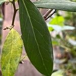 Azara uruguayensis List