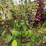 Ocimum carnosum Altul/Alta