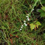 Spiranthes lacera Habit