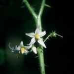 Solanum capsicoides Květ
