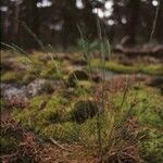 Festuca marginata फूल