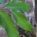 Treculia africana Folha